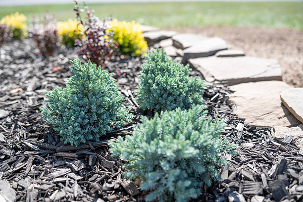 istock Blue Star Juniper, Silvery-Blue Color shrub that is evergreen. 2240114399