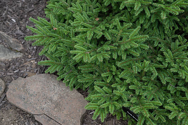 istock Pumila Norway Spruce, a slow-growing, dwarf evergreen shrub 2240115103