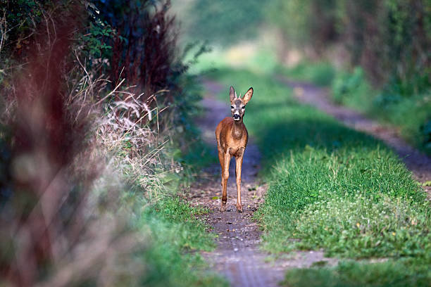 a young roe deer buck showing himself in a lane