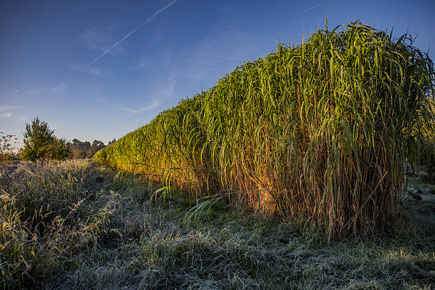 istock Grown Miscanthus grass in a field 2240116047