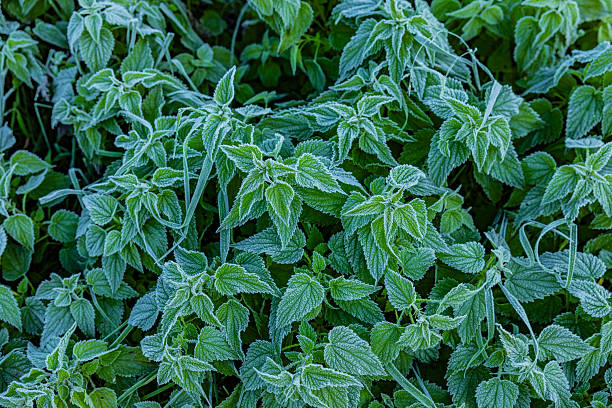 Soil frost on nettles in autumn
