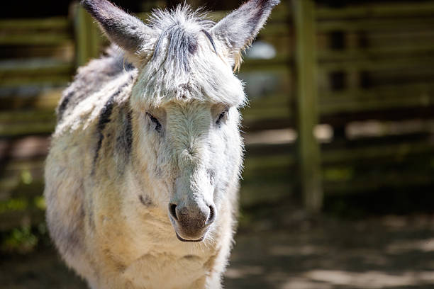 One donkey at the zoo