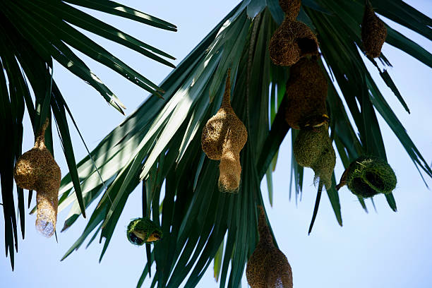 This captivating image showcases birds nesting in palm tree leaves, featuring intricate nests and vibrant greenery under a clear sky, reflecting nature's beauty.