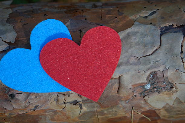 Two Contrasting Felt Hearts Red and Blue Lying on Rough Tree Bark, Symbolizing Partnership, Complementary Love, and Environmental Care