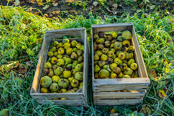 istock Fallen fruit in an orchard meadow in autumn 2240117086