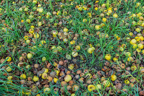 Fallen fruit in an orchard meadow in autumn