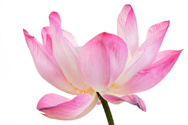 istock Delicate Pink Lotus Flower with Soft Petals and Elegant Shape 2240117265