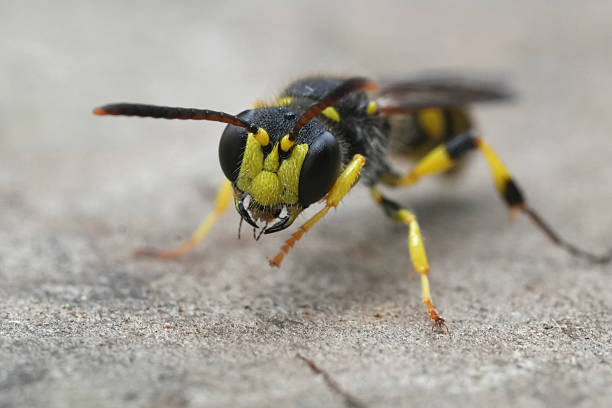 istock Closeup on a bright colored Sand Tailed Digger Wasp, Cerceris arenaria 2240119204