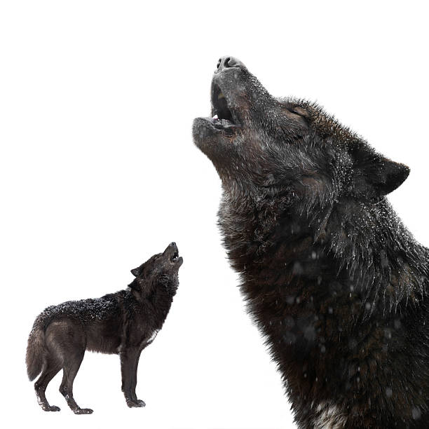 ​A black animal, resembling a wolf or a large dog, stands alert at the edge of the forest, hiding in the thicket of bushes. Its silhouette is lost among the green and autumnal vegetation, emphasizing the wild nature.