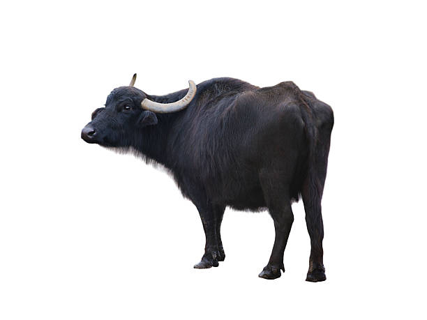 istock Carpathian buffalo isolated on a white background 2240119961