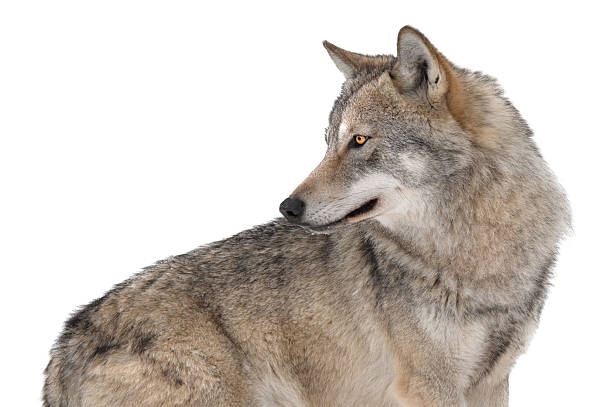istock Portrait of a she-wolf isolated on white background 2240119984