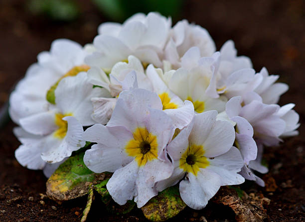 Primula Julian is hybrid of primula polyantha and primula juliae. This popular species in Japan was introduced by repeated crossing of these two species. It is perennial plant, but in Japan it is normally used as annual, because it is difficult for the species to survive the hot summer in the outside. It blooms from November to April and suitable for use in garden beds and borders as well as in containers. The showy flower color ranges from red, red purple, pink, orange, blue, white, yellow to shades in between.