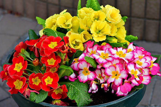 Primula Julian is hybrid of primula polyantha and primula juliae. This popular species in Japan was introduced by repeated crossing of these two species. It is perennial plant, but in Japan it is normally used as annual, because it is difficult for the species to survive the hot summer in the outside. It blooms from November to April and suitable for use in garden beds and borders as well as in containers. The showy flower color ranges from red, red purple, pink, orange, blue, white, yellow to shades in between.