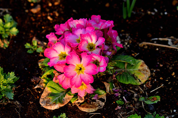 Primula Julian is hybrid of primula polyantha and primula juliae. This popular species in Japan was introduced by repeated crossing of these two species. It is perennial plant, but in Japan it is normally used as annual, because it is difficult for the species to survive the hot summer in the outside. It blooms from November to April and suitable for use in garden beds and borders as well as in containers. The showy flower color ranges from red, red purple, pink, orange, blue, white, yellow to shades in between.