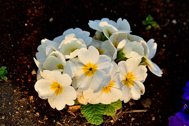 Primula Julian is hybrid of primula polyantha and primula juliae. This popular species in Japan was introduced by repeated crossing of these two species. It is perennial plant, but in Japan it is normally used as annual, because it is difficult for the species to survive the hot summer in the outside. It blooms from November to April and suitable for use in garden beds and borders as well as in containers. The showy flower color ranges from red, red purple, pink, orange, blue, white, yellow to shades in between.