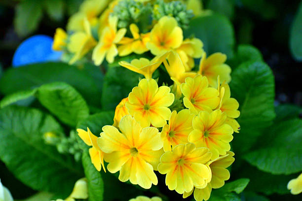 Cowslip springtime flowers on white. Used in natural herbal medicine to treat digestion, respiratory, skincare and stress problems. Primulaceae.