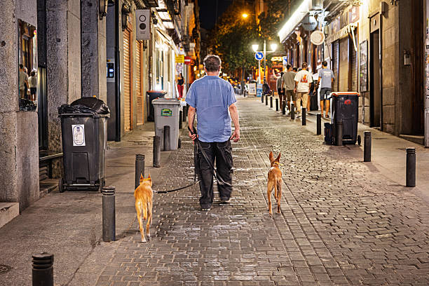 Madrid, Spain, Europe, September 13, 2025: A man walks two light-colored dogs along a cobblestone side street in Madrid during a mild autumn evening. The urban setting is illuminated by streetlights and storefronts, casting a warm glow over the scene. The man, dressed casually, moves away from the camera while pedestrians and shopfronts animate the background. Bollards and trash bins line the street, reflecting the city's infrastructure and everyday rhythm.