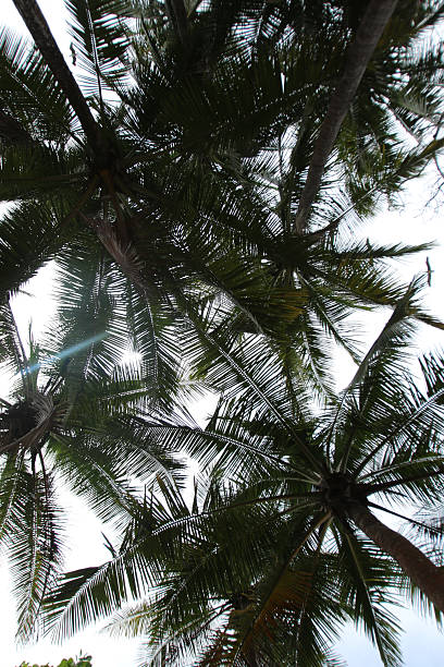 istock Beautiful palm trees looking at the sky 2240124955