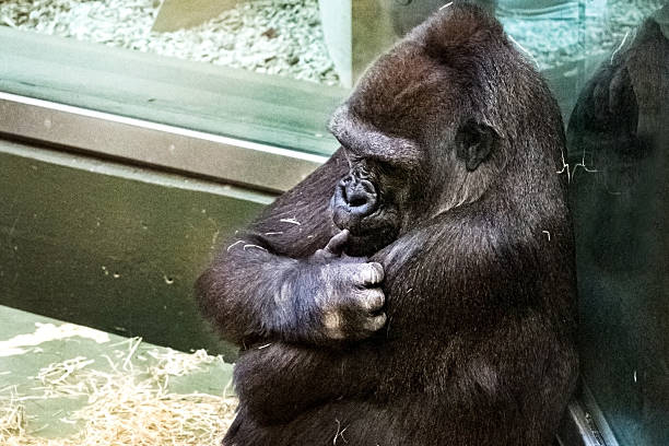 A baby gorilla rests its head and chills in the lap of its mother.