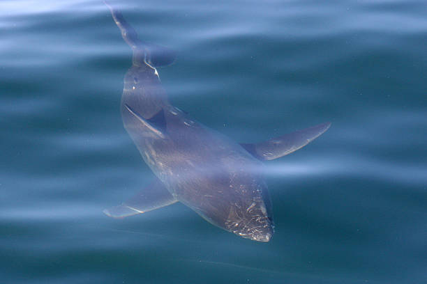 istock great white shark, Carcharodon carcharias, False Bay, South Africa 2240127116
