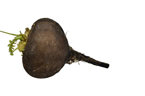 istock Winter radish with black skin. 2240128194