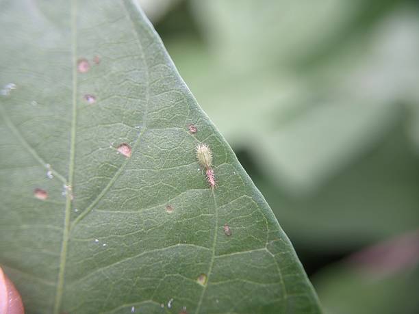 istock larva of a thistle tortoise beetle (Cassida rubiginosa) 2240130988
