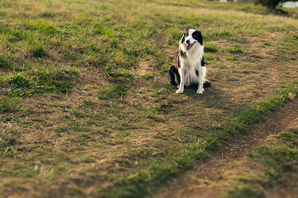 Border collie dog sitting on the grass