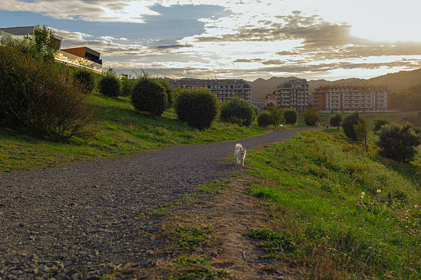 A beautiful white dog walks through an autumn park at sunset