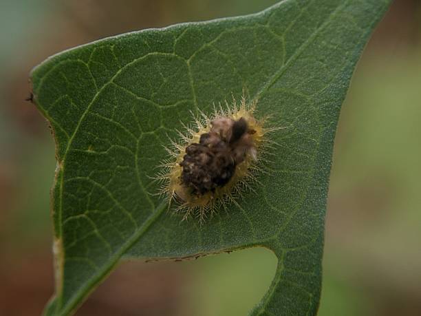 istock larva of a thistle tortoise beetle (Cassida rubiginosa) 2240131865