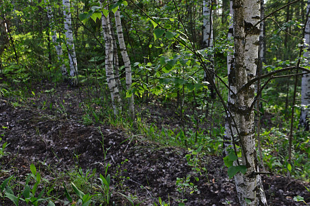 istock a close up of birch grove with young trees in summer 2240132079