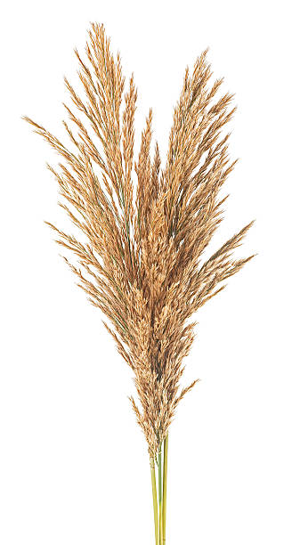istock Several autumn bulrush ears isolated on a white background. Bunch of bulrush spikelets. 2240133366