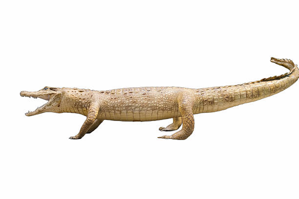 Crocodile Stock Photo