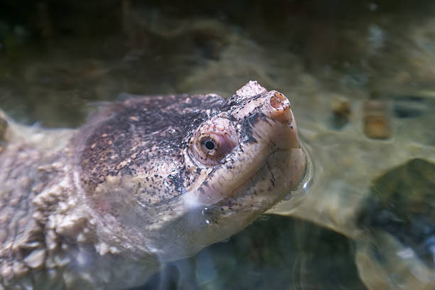 An Asian young woman is taking a closer look on Pig Nose Turtle (Fly River Turtle) during petting zoo visit in Malaysia.