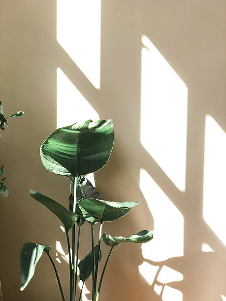 istock Plant standing in sunlight on a beige background 2240135092