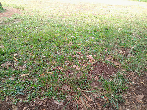 istock Grassy Field with Dry Leaves and Soil 2240135195