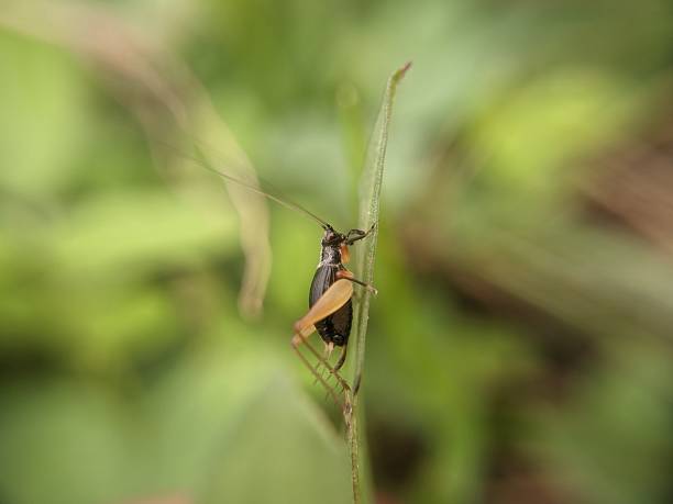 cricket
