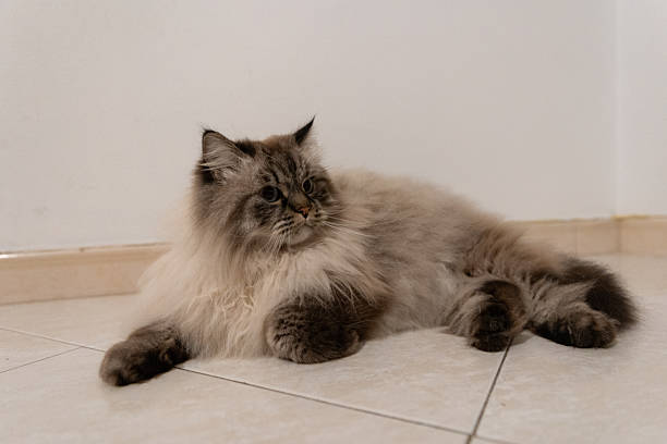 istock Fluffy domestic cat lying on tiled floor 2240136392