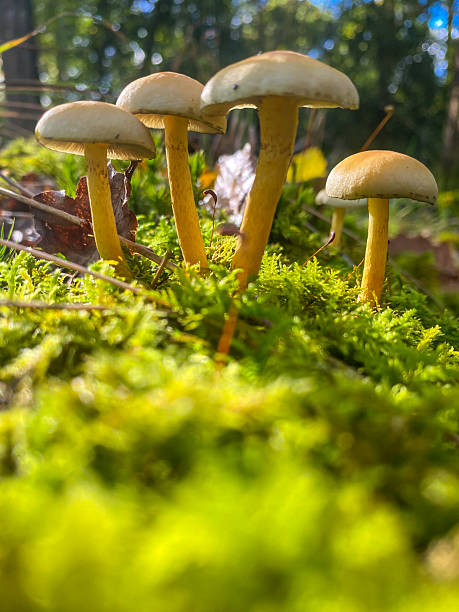 istock Mushroom fungi growing from mossy log deep in forest woods 2240137036