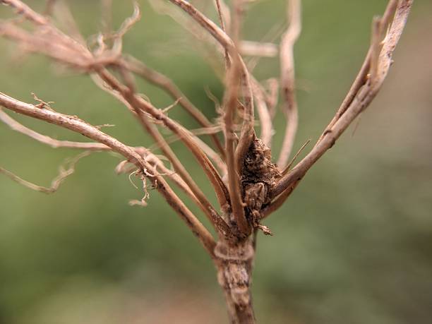 istock Dried roots of grass 2240137135