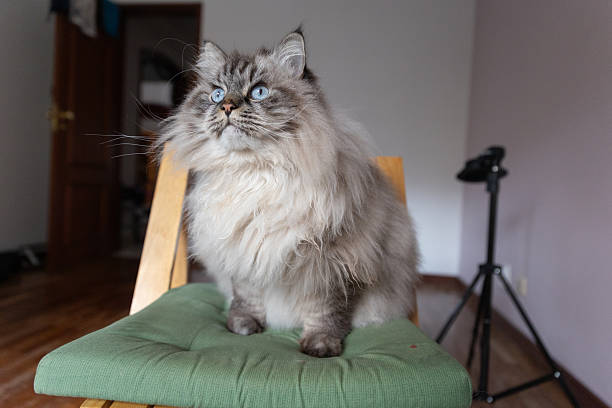 Beautiful himalayan cat on a white background