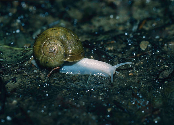 Haplotrema vancouverense, common name the robust lancetooth snail, is a species of predatory air-breathing land snail, a terrestrial pulmonate gastropod mollusk in the family Haplotrematidae. Redwood National Park, California.