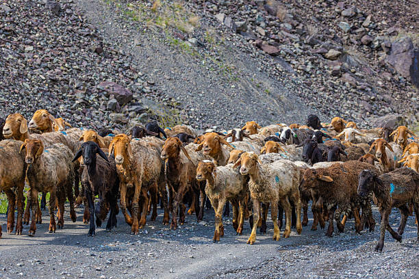 istock Numerous sheep walking in peaceful mountainous terrain 2240138231