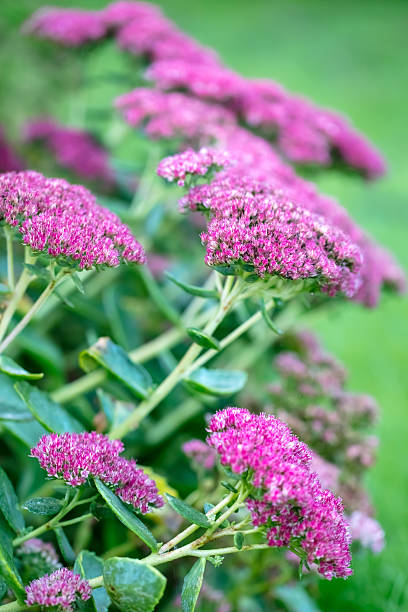 istock Sedum plant (Stonecrop prominent) in the garden 2240138264