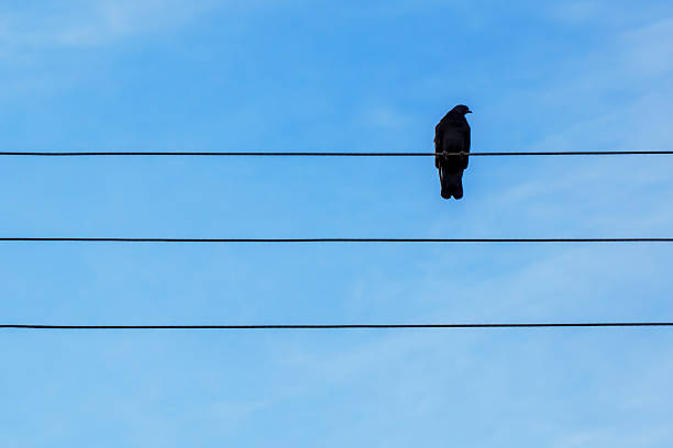 A lone bird sits quietly on a power line, silhouetted against a bright blue sky. The scene captures a peaceful moment in a suburban area, with no other distractions around. Looks like a note on a staff notation.