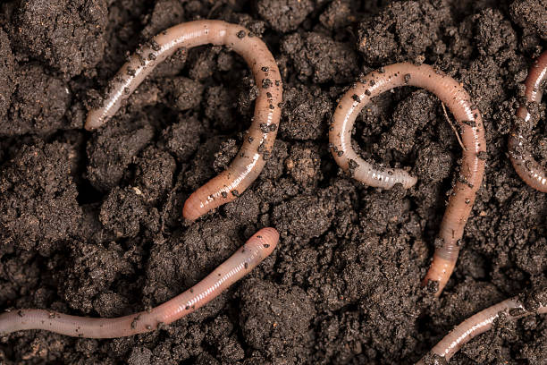 istock Earthworms in the soil 2240138477