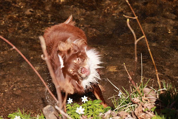 istock A brown and white dog is playing in a stream 2240139492