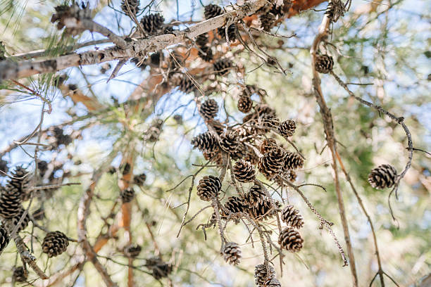 istock Close-up view of pine cones hanging from tree branches in a forest. Natural background with green needles and soft sunlight shining through. 2240140264