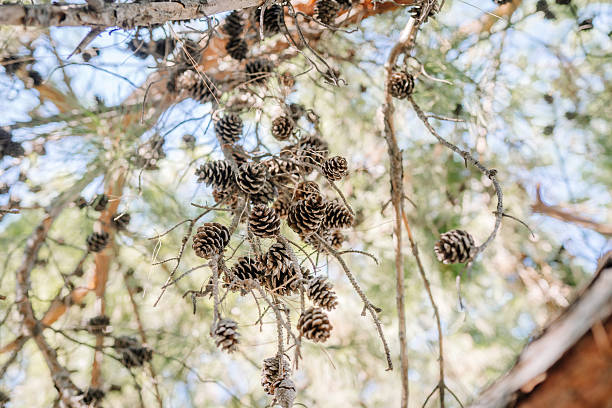 istock Close-up view of pine cones hanging from tree branches in a forest. Natural background with green needles and soft sunlight shining through. 2240140280