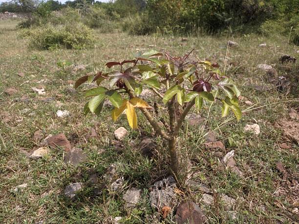 Jatropha gossypiifolia plant