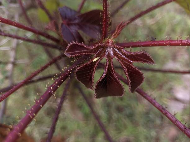 istock New leaf of Jatropha gossypiifolia 2240142152